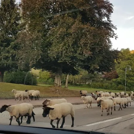 Vogelnest Im Schwarzwald Baiersbronn