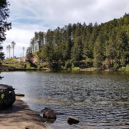 Vogelnest Im Schwarzwald Baiersbronn