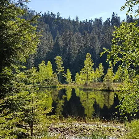 Vogelnest Mit Weitem Blick Ueber Den Schwarzwald *
